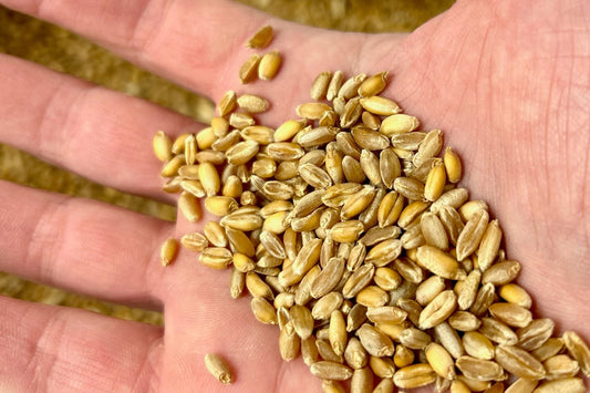 Pasta and 'Grano Tenero': A Grainy Conversation.